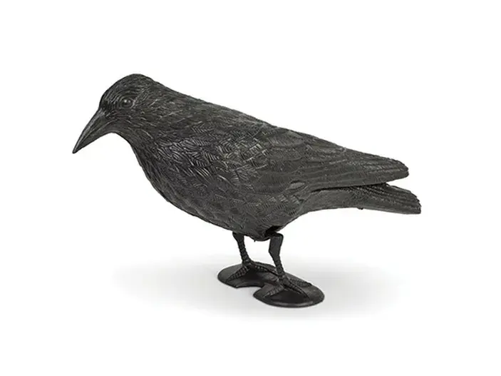 הדחליל המבהיל-דמוי עורב שחור להרחקת יונים