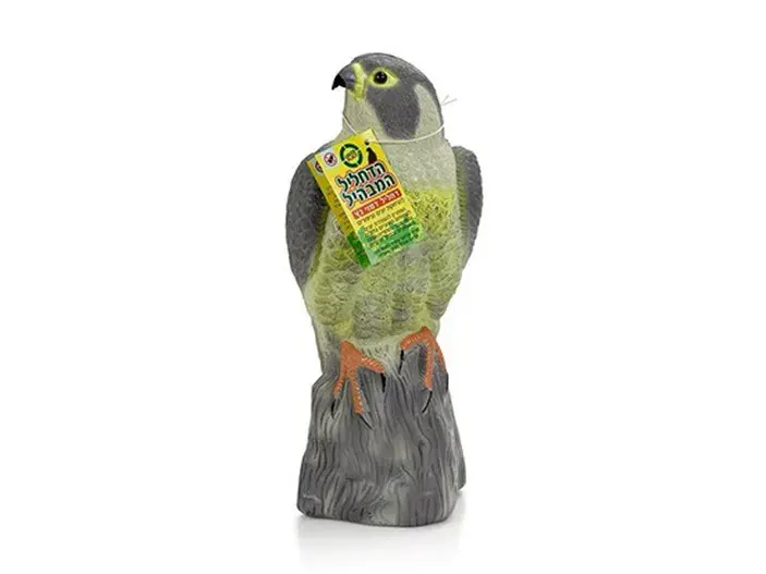 הדחליל המבהיל-דמוי נץ עומד